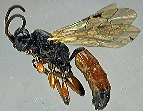 Ichneumonidae 23